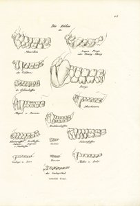 Denti di scimmia, 1824